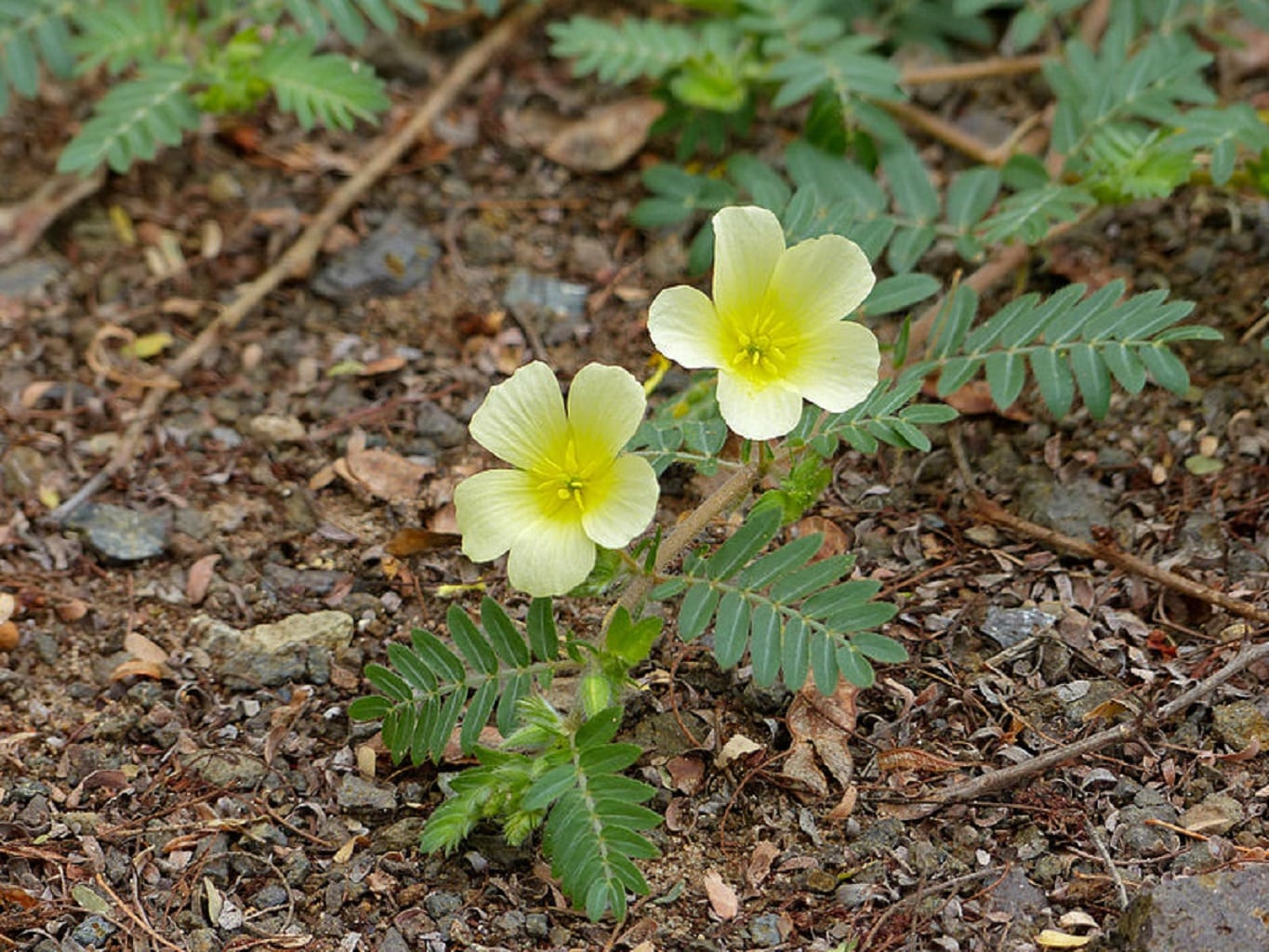 Obat Kuat alamai Tribulus