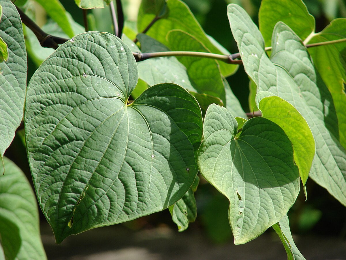 Tumbuhan Kava