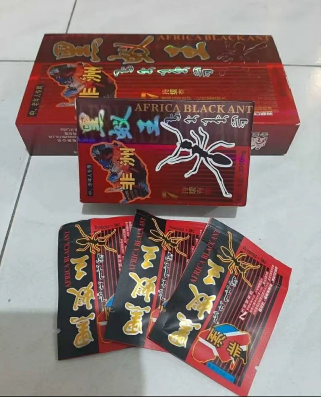 Africa Black Ant