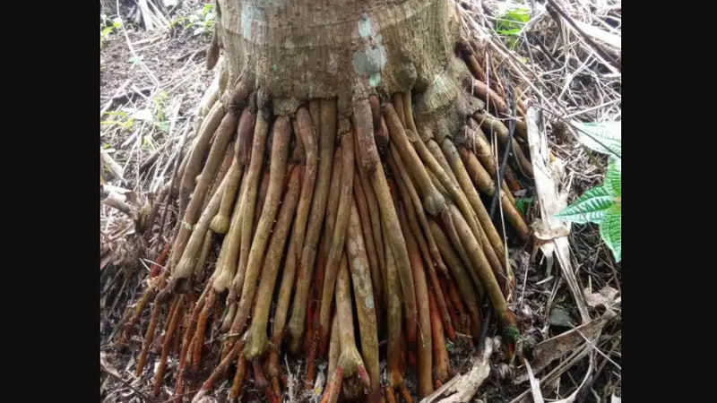 Obat Kuat alami akar pinang
